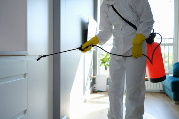 Best Attic Mold Removal  in Hampton Manor, NY