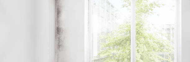 Biohazard Mold Removal in Hampton Manor, NY