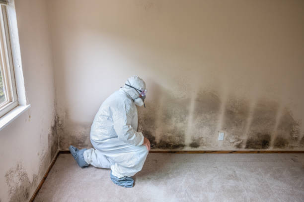Best Post-Construction Mold Inspection  in Hampton Manor, NY