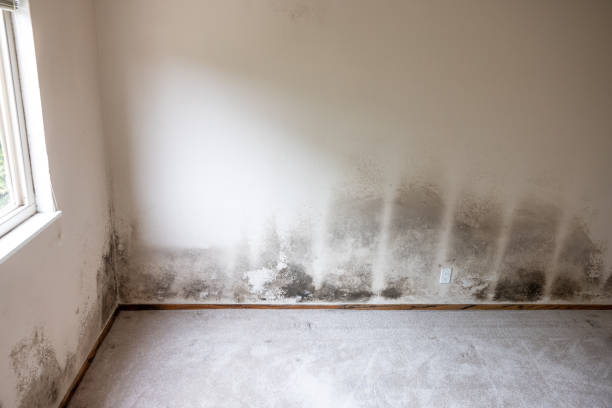 Best Comprehensive Air Testing for Mold Contaminants  in Hampton Manor, NY