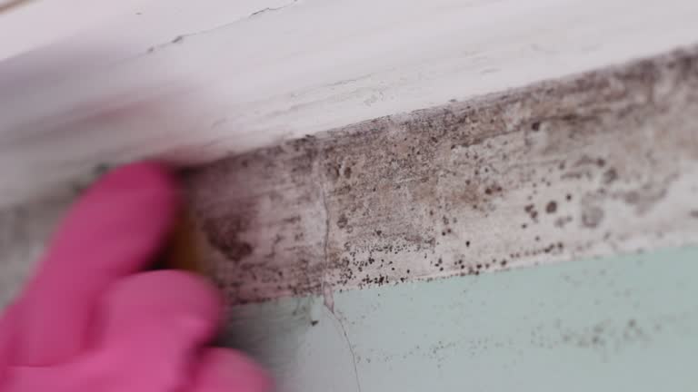 Best Air Quality Testing for Mold Spores  in Hampton Manor, NY